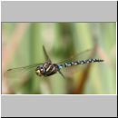 Aeshna juncea - Torf-Mosaikjungfer m02b - Hoerne-Wiese-Tuempel.jpg